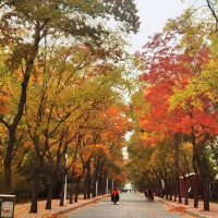 鹤壁市淇滨区“怀旧小巷”秋景迷人